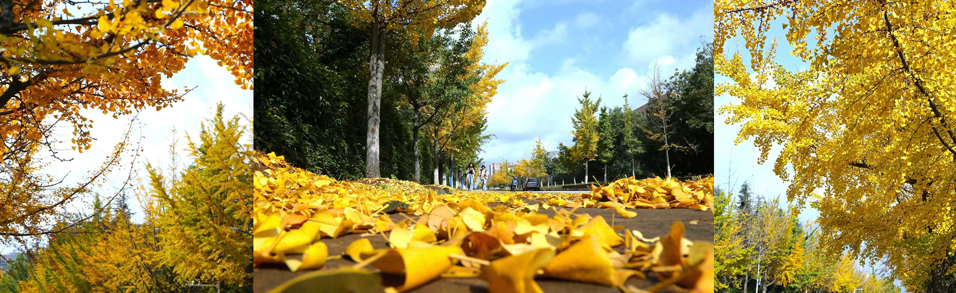 校园里的银杏叶